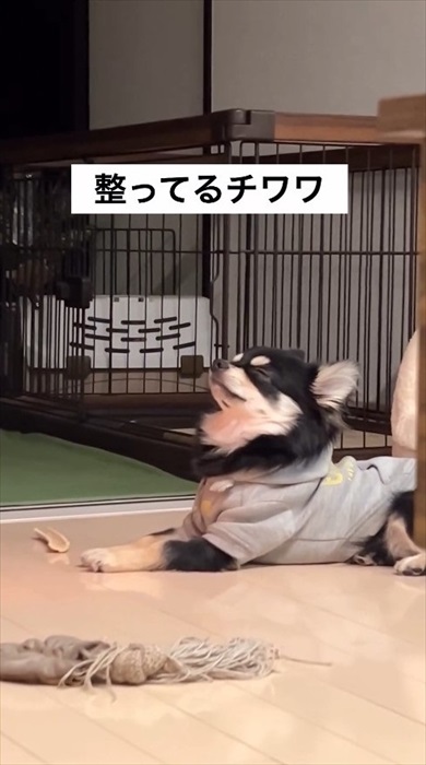 サウナ―ばりに整ってるチワワ