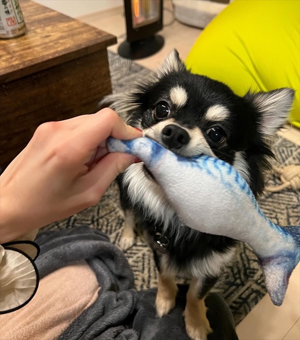 サウナ―ばりに整ってるチワワ