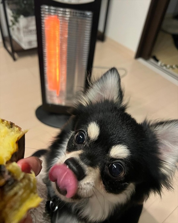 サウナ―ばりに整ってるチワワ