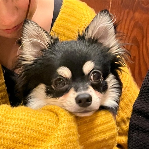 サウナ―ばりに整ってるチワワ