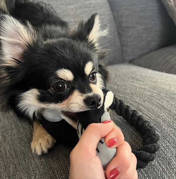 サウナ―ばりに整ってるチワワ