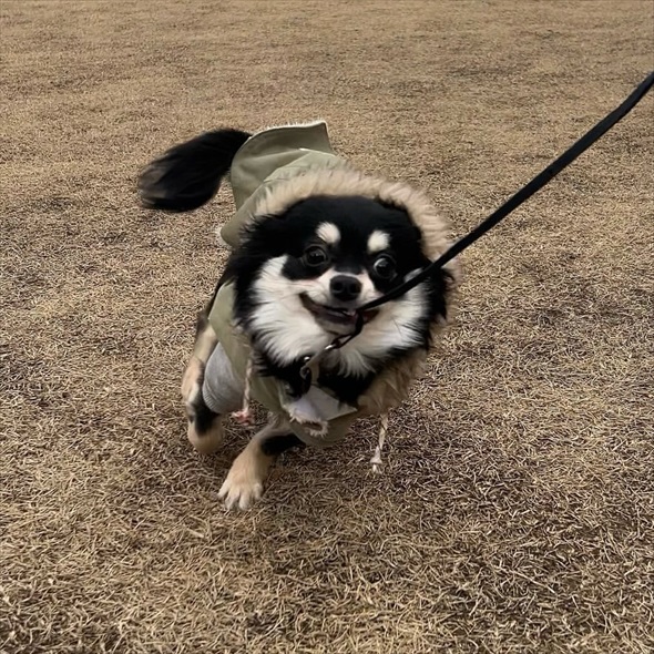 サウナ―ばりに整ってるチワワ