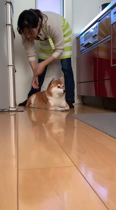 冷蔵庫の前でそっぽを向くワンコ