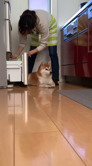 冷蔵庫を開けて手をつっこむママさん