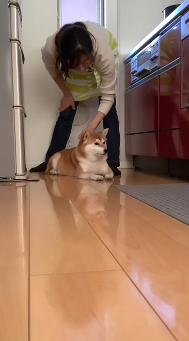 ワンコの頭をなでるママさん