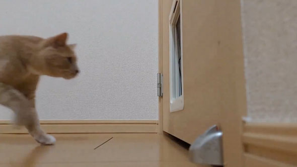 ペットドアに突っ込んでいく猫