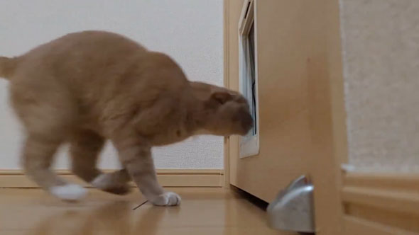ペットドアに突っ込んでいく猫