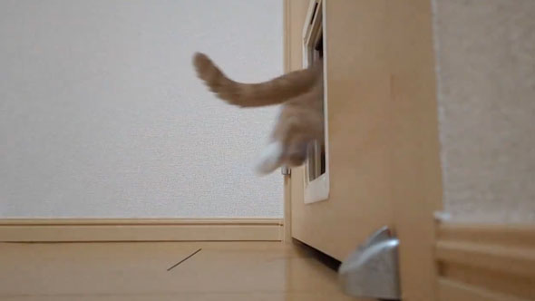 ペットドアに突っ込んでいく猫
