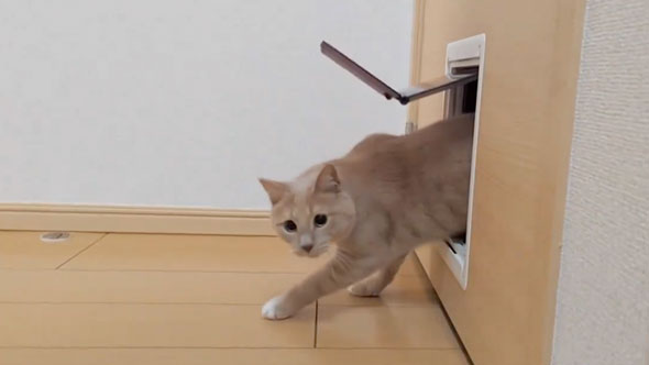 ペットドアから出てくる猫
