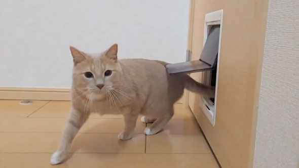 ペットドアから出てくる猫