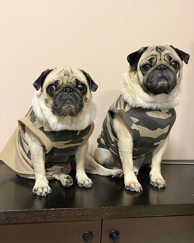 手作りの服をきたワンコ