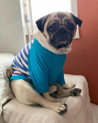 寝起きのワンコ