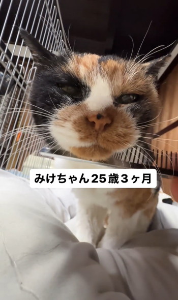 ご長寿猫ちゃんお祝い