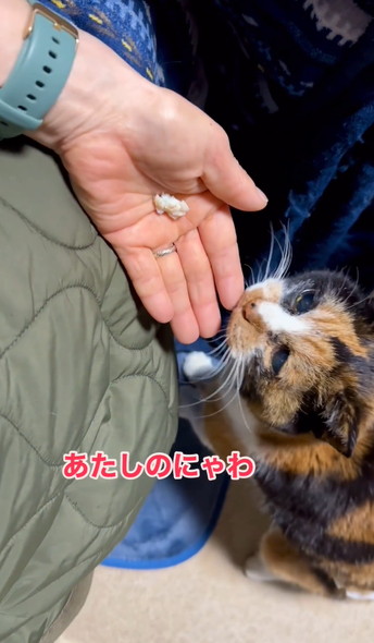 ご長寿猫ちゃんお祝い