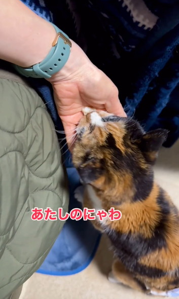 ご長寿猫ちゃんお祝い