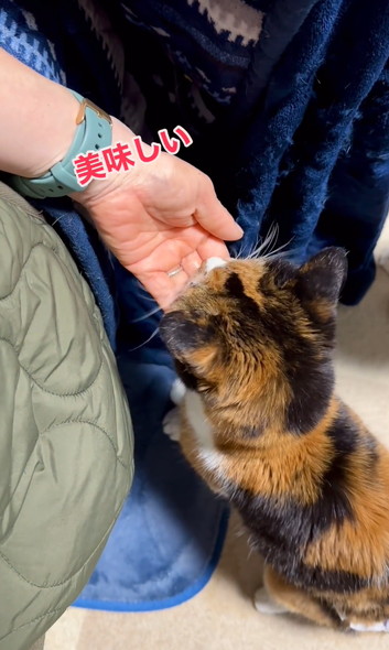 ご長寿猫ちゃんお祝い