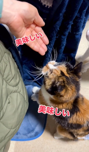 ご長寿猫ちゃんお祝い