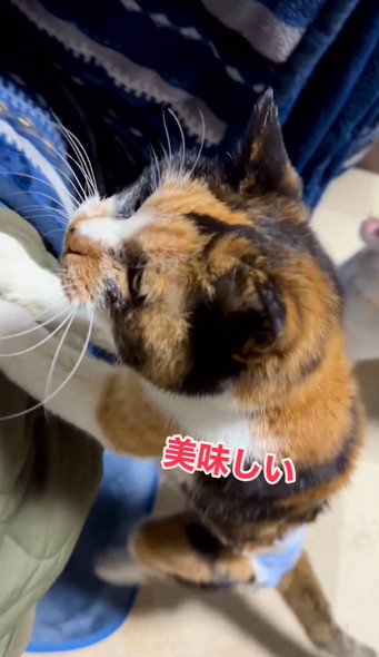 ご長寿猫ちゃんお祝い