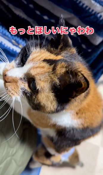 ご長寿猫ちゃんお祝い