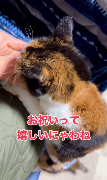 ご長寿猫ちゃんお祝い