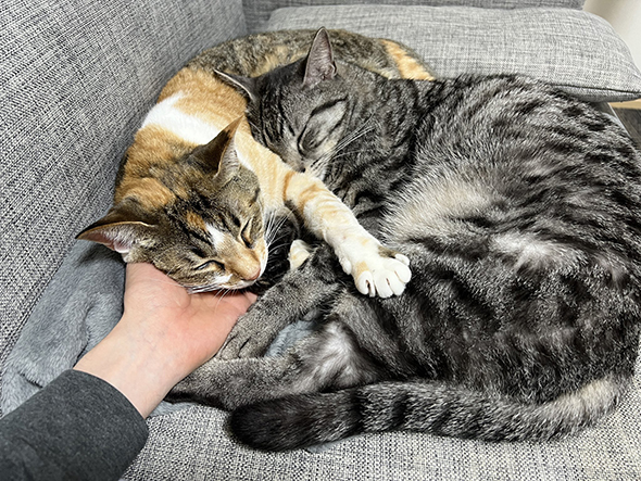 飼い主さんの手を巻き込んで眠る猫ちゃん2匹