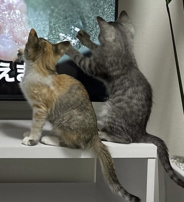 子猫2匹のトリミング