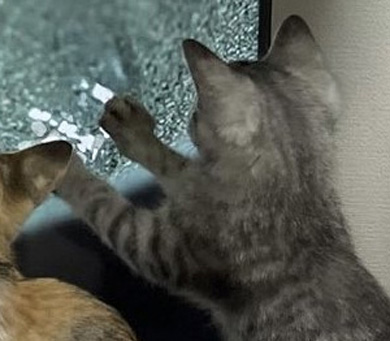 画面を押さえる子猫の前あしと頭のトリミング