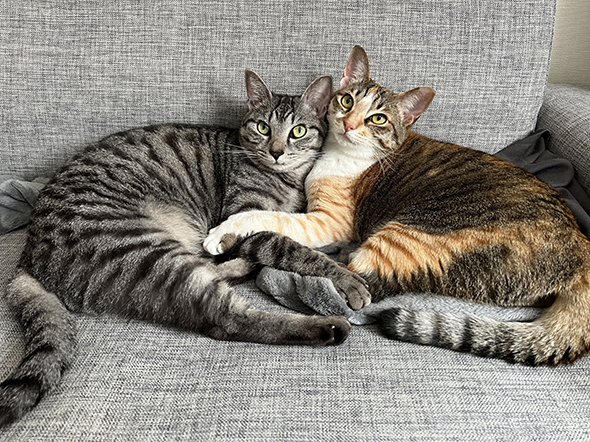 ぎゅっとする2匹の猫ちゃん