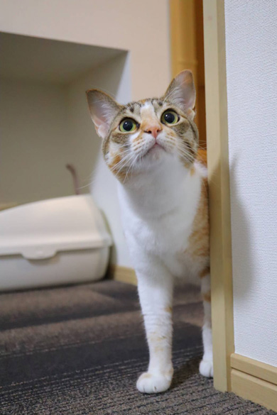壁の向こうから見上げる猫ちゃん
