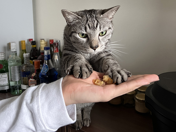 かつおぶしを狙う猫ちゃん