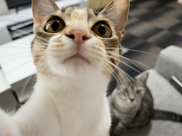 自撮りする猫ちゃん