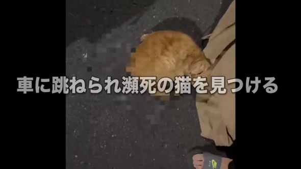保護猫をみとる