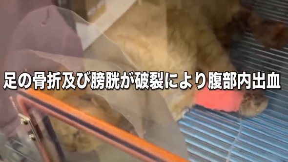 保護猫をみとる
