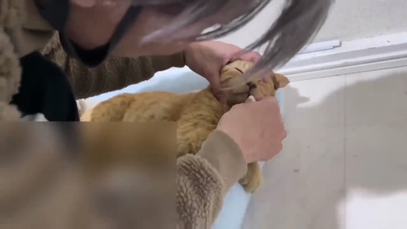 保護猫をみとる