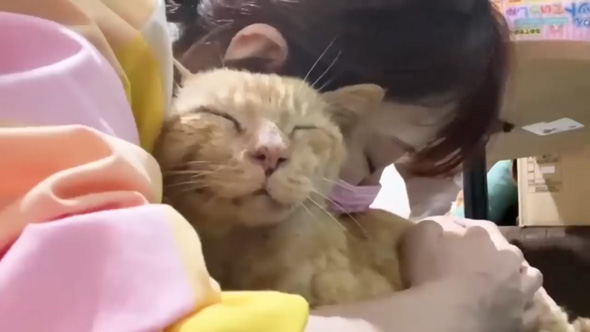 保護猫をみとる