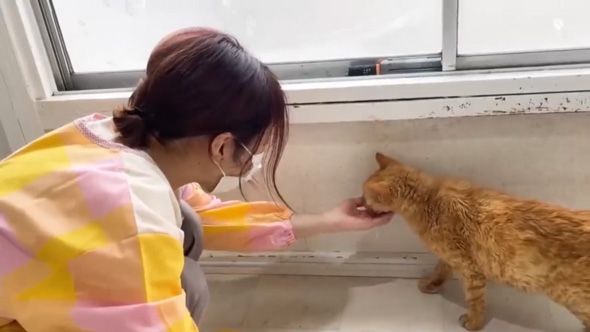 保護猫をみとる