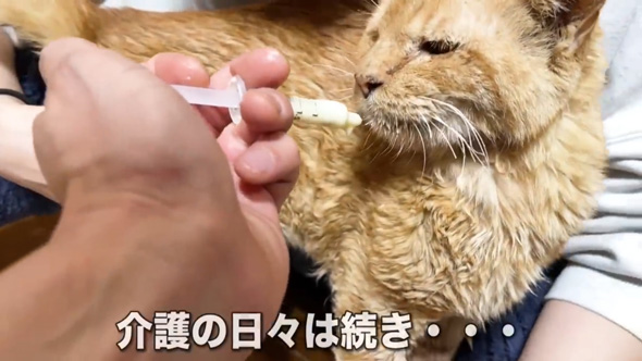 保護猫をみとる