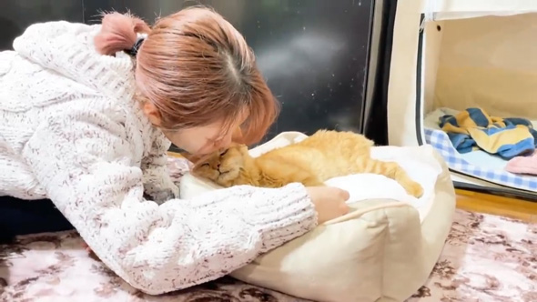 保護猫をみとる