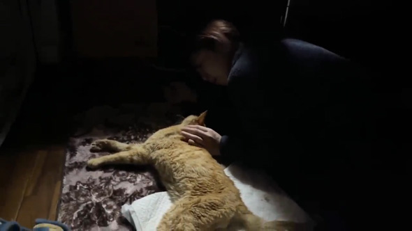 保護猫をみとる
