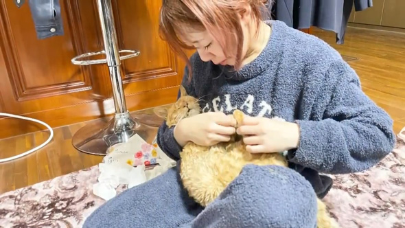 保護猫をみとる