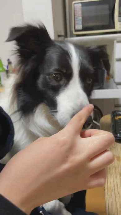 サツマイモを食べるボーダーコリーのワンコ