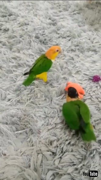 じゃれ合う小鳥たち