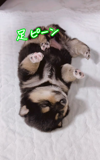 何が起きても起きない子犬