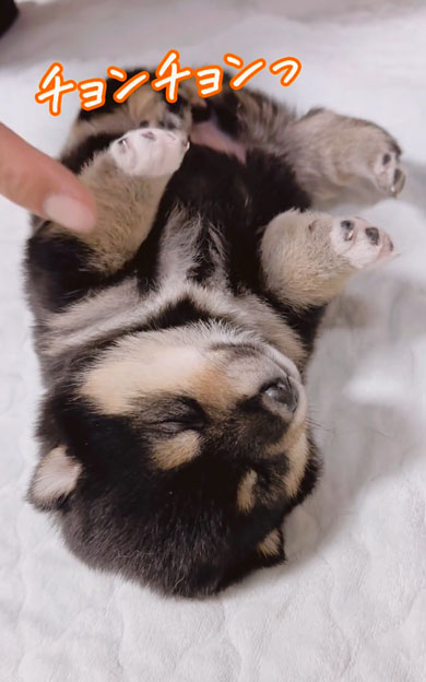 何が起きても起きない子犬