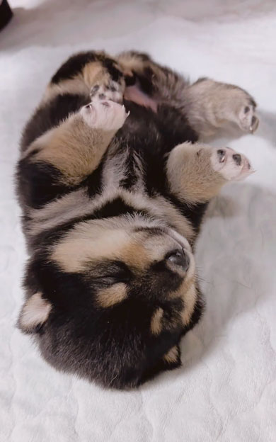 何が起きても起きない子犬