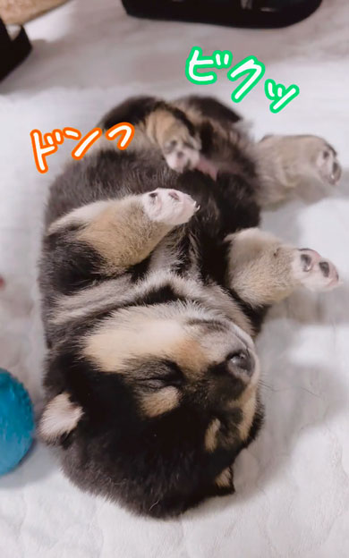 何が起きても起きない子犬