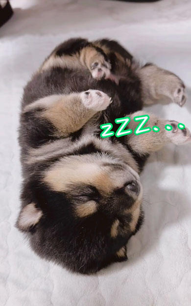 何が起きても起きない子犬