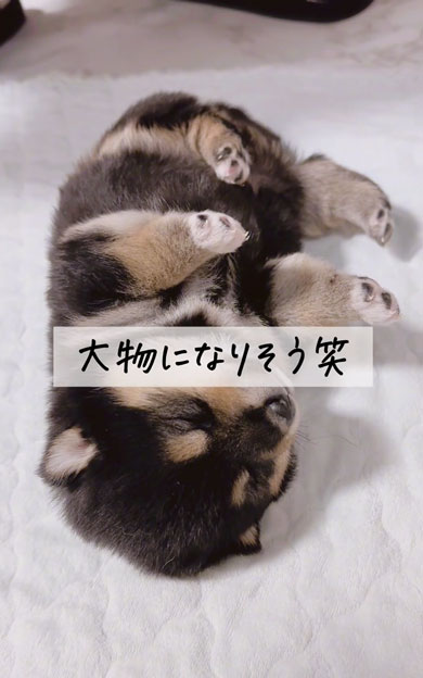 何が起きても起きない子犬