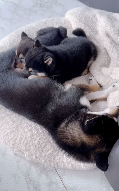 お乳を飲む子犬