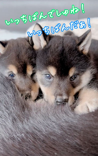 お乳を飲む子犬